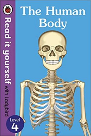 THE HUMAN BODY