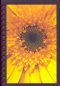 SUNFLOWER-LARGE